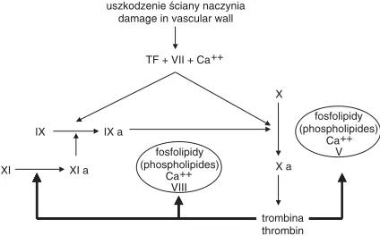 Fig. 2. Positive feedback in thrombin and plasmacoagulation factors