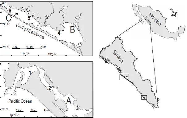 Figure 1. Study area. 1, 2 and 3: Sampling sites in Urías Lagoon (A); 4: Sampling site in Ensenada del Pabellón (B); 5, 6      and 7: Sampling sites in Altata Bay (C)