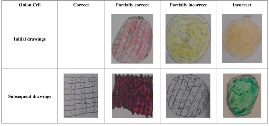 Figure 1.  Student drawings of the onion cell 
