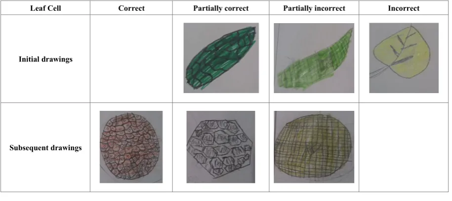 Figure 2.  Students’ drawings of the leaf cell 