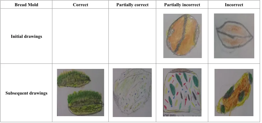 Figure 4.  Student drawings of bread mold 