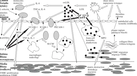 Fig. 1. Network of interactions among adhesion molecules, cytokines, and ROS in atherogenesis; stimulation suppression �,�