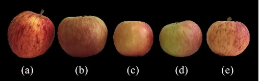 Fig. 1: Apple clones from Gala and Fuji cultivars, (a) Baigent, (b) Fuji Mishima, (c) Fuji Suprema, (d) Fuji Select and (e) Maxi Gala.
