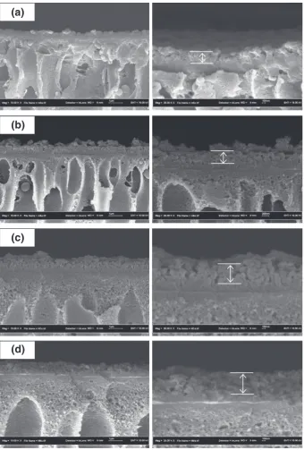 Fig. 8. FESEM images (Left — 10,000× and right — 25,000×) of cross-sectional morphologies of TFC NF membranes prepared from different PSf substrates, (a) TFC 12, (b) TFC 15, (c) TFC 18and (d) TFC 20.