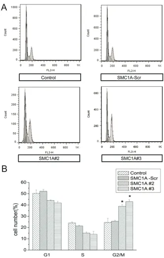 Figure 4. SMC1A silencing arrests the U251 cell cycle in G2/M. A. Representative FACS results showing cell cycle phase distributions of U251 cells at 4 days after subculture