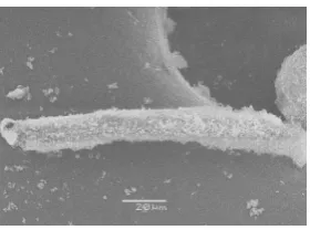 Fig.3-9 SEM image of silica scale mixed with Ca2+, Mg2+ and PAM (×900)   