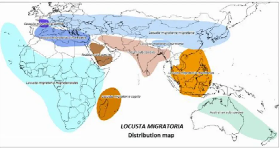 Figure 1. Migratory locust (Locust migratoria L.) distribution map (Source: www.fao.org) 