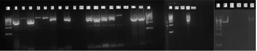 Figure 3 .Polymorphism of EcERV Beta1 