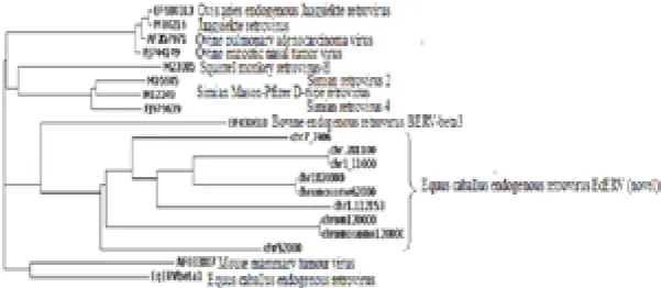 Figure 4. Phylogenetic tree of translated pol sequences of novel EcERVs, EcERV Beta1, beta- and delta  retroviruses