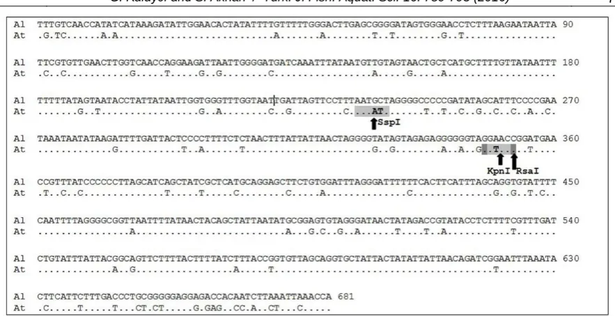 Figure 4.  Aligned DNA sequences of COI gene and restriction sites of three restriction enzymes (SspI, RsaI and KpnI) for Astacus leptodactylus (Al), and Austropotamabius torrentium (At)