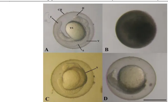 Figure 2.  Some of malformaions in zebrafish embryos exposed to 5.0 v/v WAF motor oil at 48 hpf