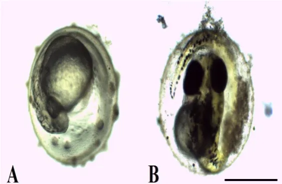 Figure 6.  The hatching rates of zebrafish embryos after exposure of different WAF motor oil concentrations at 72 hpf