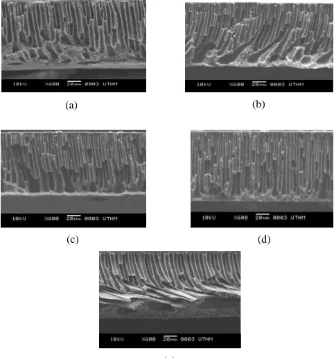 Figure 1  SEM pictures of the cross-sections of membrane prepared different concentration of KCl, (a) control, (b) 1% of KCl, (c) 2% of KCl, (d) 3% of KCl and  (e) 4% of KCl  