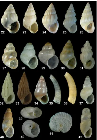 Figure 2.  Frontal view of the identified species in the present study:  1. R. auriscalpium (h=4.7 mm), 2