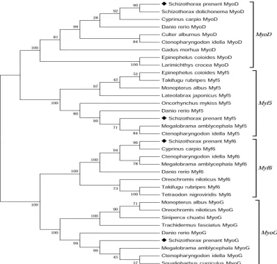Figure 1.  The protein sequence alignment of the MRF gene family in S. prenanti using ClustalW