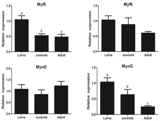 Figure 3. Analysis of  MyoD, Myf5, Myf6 and MyoG gene expression among different tissues in Schizothorax prenanti by quantitative realtime PCR (mean±SEM, n =6), respectively