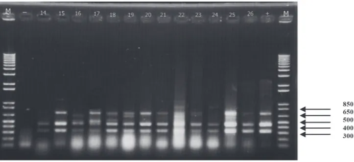 Table 4Isolated bacteria species