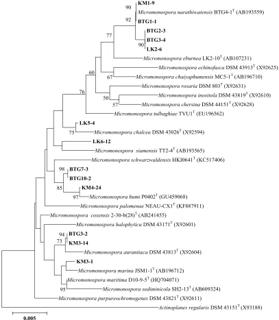 Fig. 1: Neighbour-joining tree based on distance analysis representing relationship between the partial 16S rRNA gene sequences of 13  Micromonospora isolates and the nearest relatives obtained from EzTaxon.