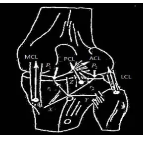 Figure 4: The simplified diagram of the knee joint model   