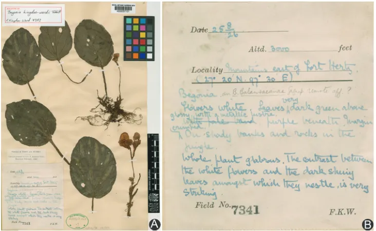 Figure 1. Holotype of Begonia kingdon-wardii Tebbitt (A) and the annotation on the holotype specimens (B).