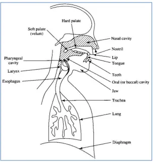 Figure 1: Vocal tract of speech production system 