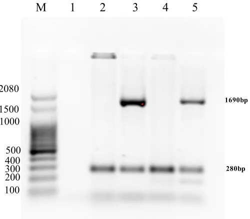Fig. 4. PCR duplex for identification of E. coli K12 W3110 maintained in the laboratory and subcultured on CCA medium