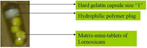 Fig. 1: Core-mini-tablets filled pulsincap formulation of lornoxicam.