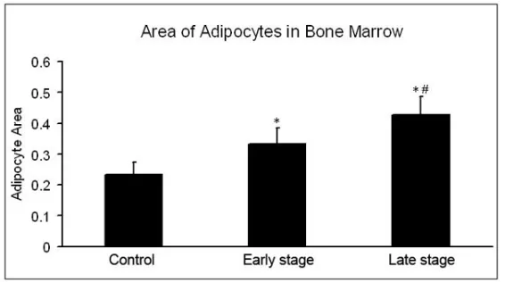 Figure 1. Density of adipocytes in bone marrow. The adipocytes in bone marrow increased in steroid group