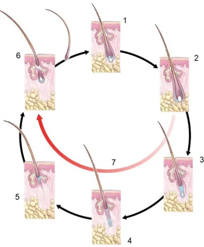 Fig. 1: The hair cycle and telogen effluvium (Harrison and Bergfeld, 2009; med-ical illustrator: William Garriott)