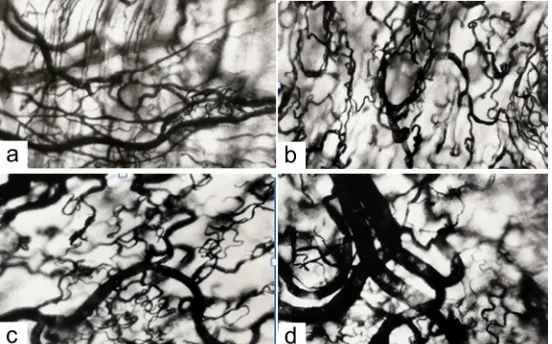 Table 1: The influence of the developed gel with nettle juice on the experimental animal wool growth (mm).