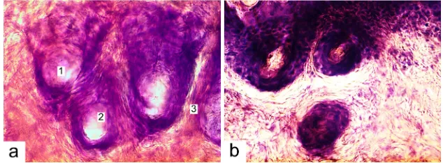 Fig. 3: Ultrastructure of the rats’ skin mastocytes in the dermal papillary layer (1, 2 – granules of different maturity degrees): a – 1st group; b – 4th group