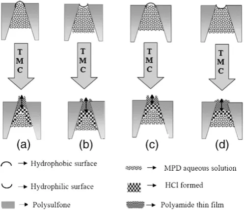 Fig. 6. The impacts of PSF support membrane structure and chemistry in producingMPD-TMC thin ﬁlm composite membrane with (a) greater permeability and roughersurface, (b) relatively impermeability and intermediate surface roughness, (c) the mostpermeability and the highest roughness, and (d) the least permeability andintermediate surface roughness [66].