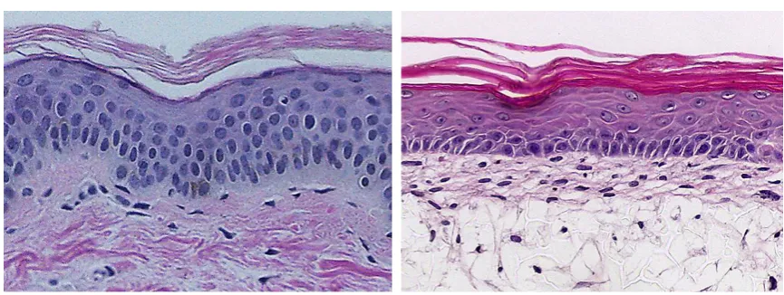 Figure 2: This figure showcases the potential of 3-D cell culture technology and how it can be used to create tissue-like models