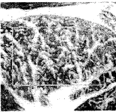 Figure 2.2: An example of 4-bit monochromatic image 