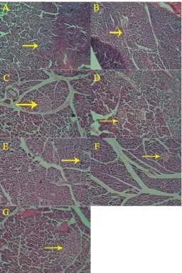 Fig. 2: Histological study of the pancreas (representative H&E-stained): (A) Normal group, (B) Diabetic group, (C) Glibenclamide 5 mg/kg, (D) ETM 250 mg/kg treated, (E) ETM 500 mg/kg treated, (F) ETW 250 mg/kg treated and (G) ETW 500 mg/kg