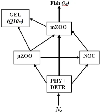 Figure 1.food web and the energy supplied to these groups is effectively wasted. The three free parameters of the model (Nc, λf, Q10m) are shown in italics and are explained in the text