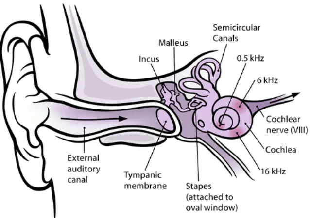 Figure 2.2: Anatomy of the Human Ear (Source: Chittka & Brockmann, 2005) 