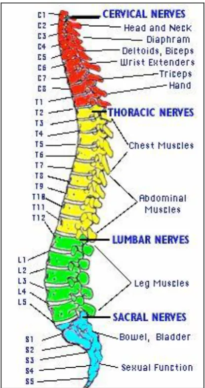Figure 1.1: Spinal cord structure and its damage area[7]. 