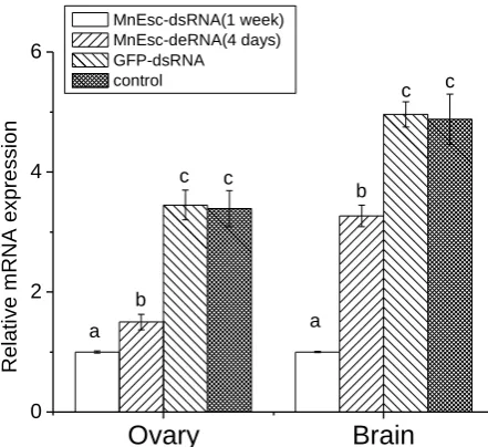 Figure 6.  The expression profile of MnEsc in different tissues was revealed by real-time quantitative PCR