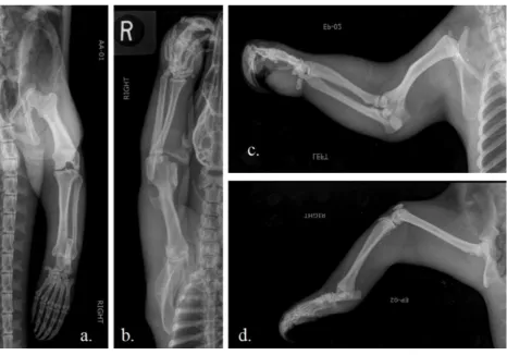 Figure 2. Four X-rays of complete T. mexicanaprojection of the pelvic limb  normal extremities
