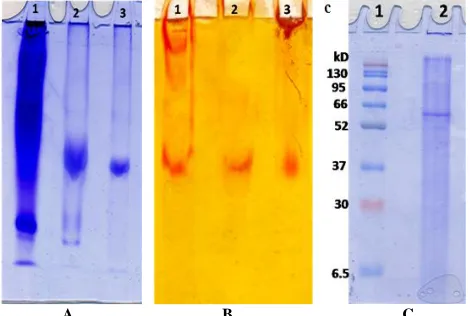 Fig. 3: (a) Effect of pH on the purified CLAAP using 0.05 M potassium phosphate buffer, pH (7.0 – 9.0)