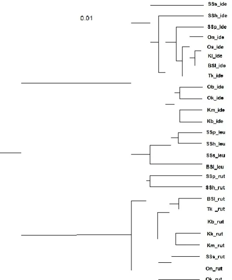 Table 3. The numbera of scales in lateral line in fish from various places of sample collection  