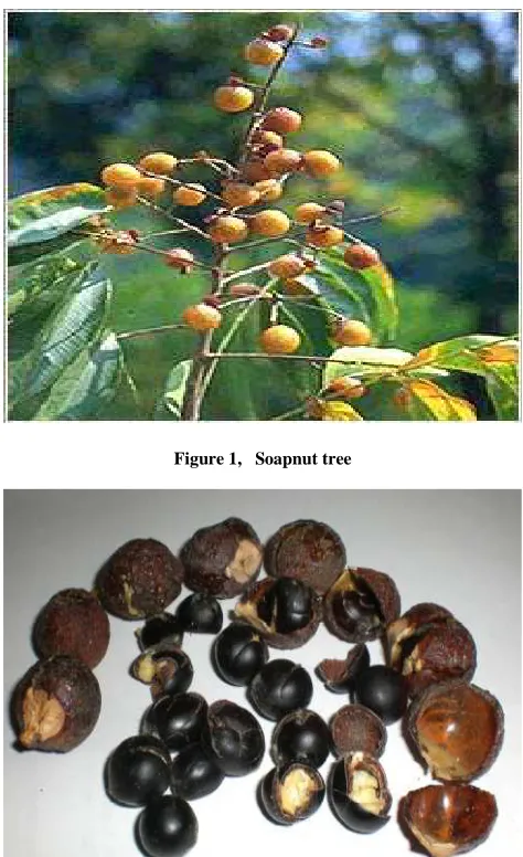 Figure 1,   Soapnut tree  