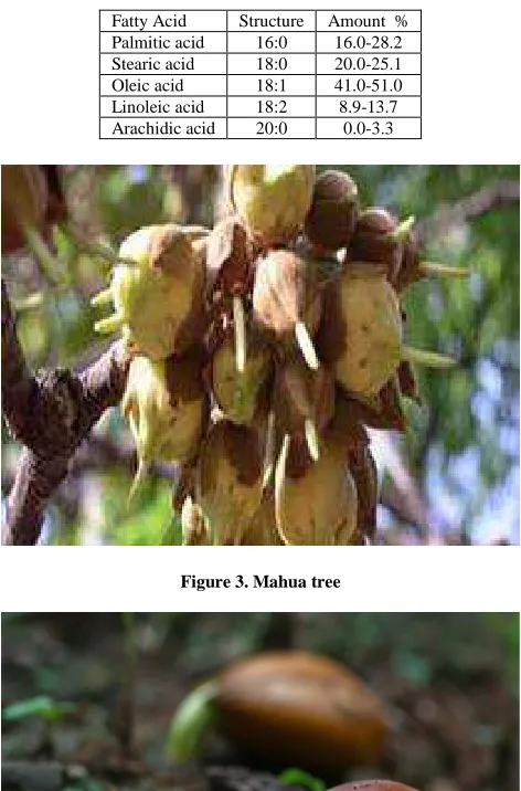 Figure 3. Mahua tree  