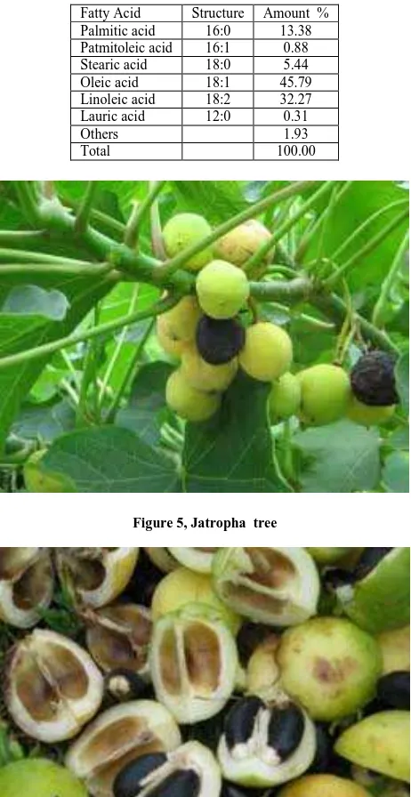 Figure 5, Jatropha  tree  