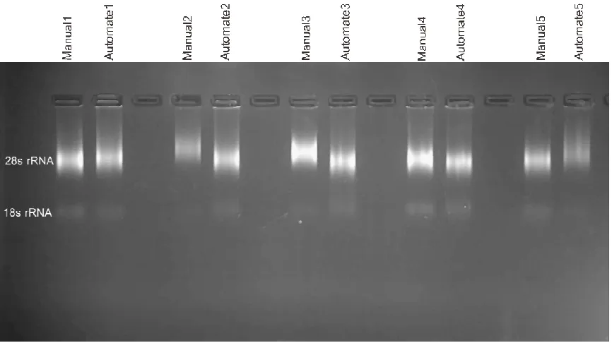 Table 2. RNA measurement using NanoDrop™ 1000 spectrophotometer Method of extraction 