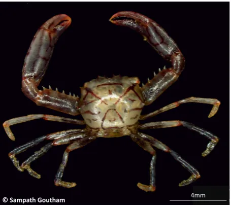 Table 1. Morphometric characters of the identified crabs (mm).