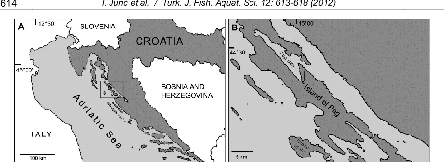 Figure 1.  Map of the study area: A) Position of the Pag Bay in the Adriatic Sea B) Map of the sampling location in Pag Bay  
