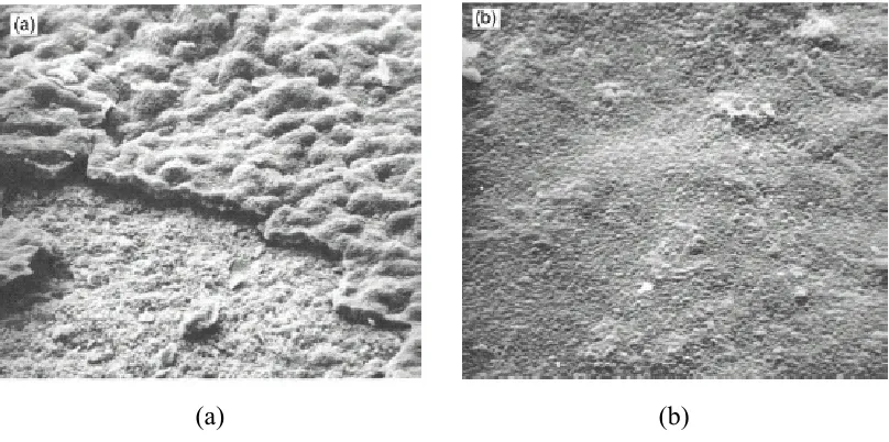 Figure 2.1: Comparison of thermo gravimetric oxidation of austenitic (upper curve) and aluminium-containing ferritic steels (lower curve) showing weight gain at 1200 oC due to surface oxidation as a function of time (Twigg & Webster, 2006)  