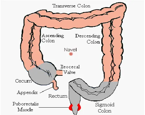 Figure 2.2: Transverse Colon (Source by: http://www.naturesplatform.com/health_benefits.html) 